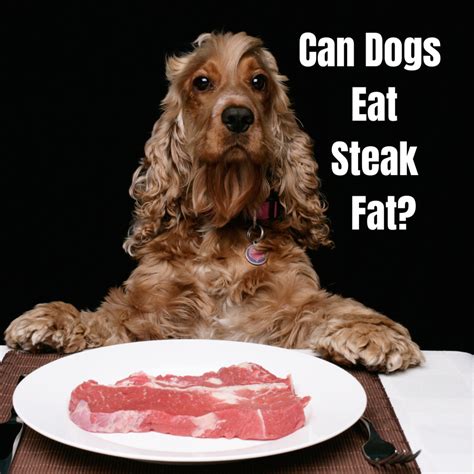 Can dogs eat steak. Things To Know About Can dogs eat steak. 